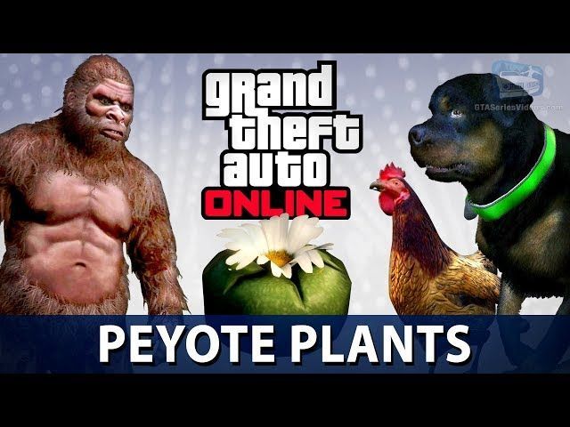Kur atrast Peyote augus, kas šonedēļ pievienoti GTA Online: atrašanās vieta, efekti un daudz kas cits