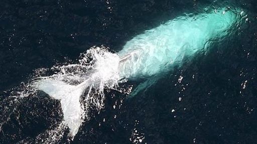 Beli kit: Redki albino grbavec ujet pred kamero