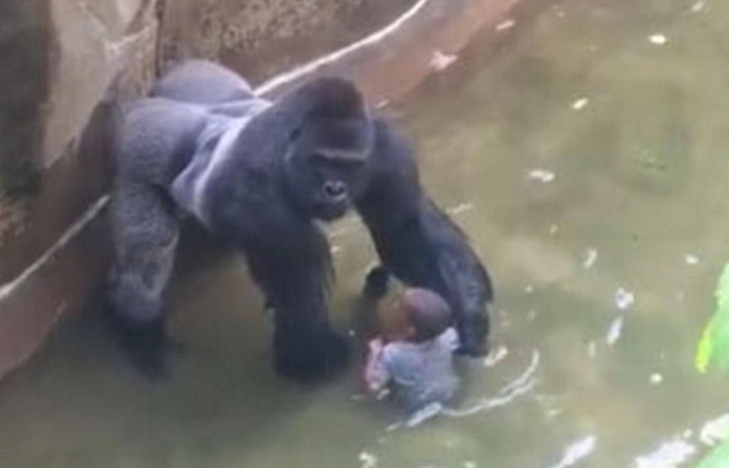 Barn faller inn i Gorilla-kabinettet, Truet Gorilla skutt død