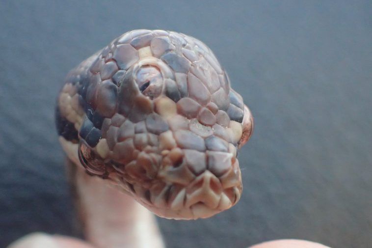 Kolme silmäistä käärmettä löydetty Australiasta