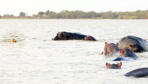 शार्क Hippos में तैरती है: दुर्लभ पशु बातचीत कैमरा पर पकड़ा गया