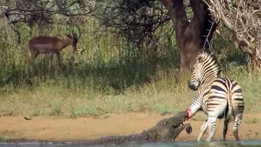 Zebra sfugge alla presa di due Crocs