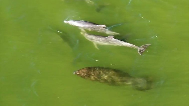 ปลาโลมาและพะยูนว่ายน้ำและเล่นด้วยกัน [VIDEO]
