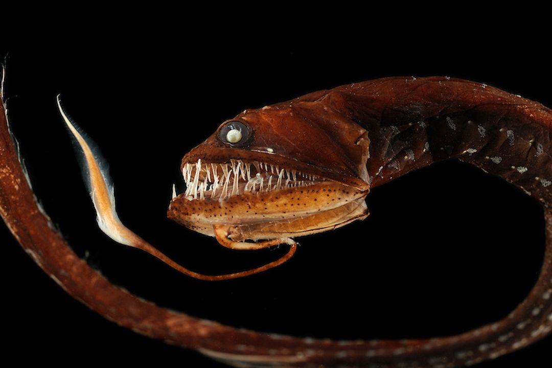Dragonfish del mare profondo emana luce rossa dagli occhi