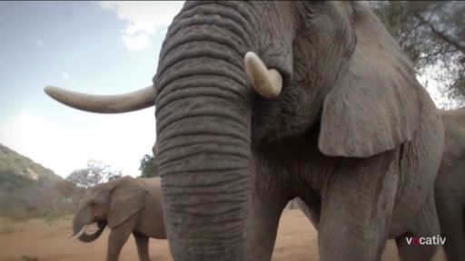 Para combater a caça furtiva, a China proíbe o comércio de marfim