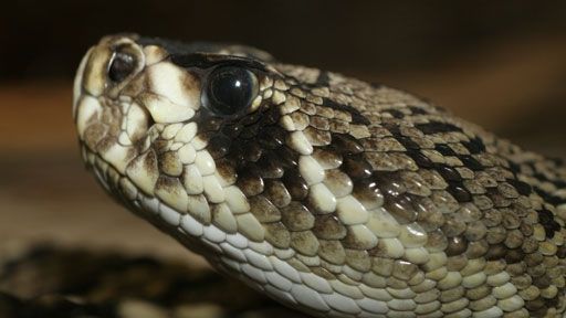 Il Texas decide di continuare a cacciare i serpenti a sonagli con la benzina