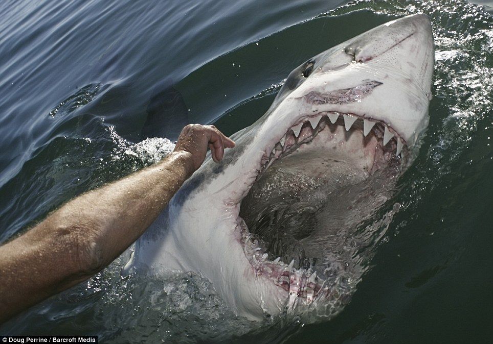 Domači ljubljenčki 'Shark Whisperer' Veliki beli morski psi