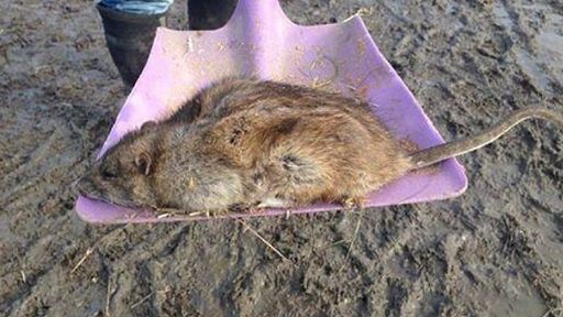 Сообщается, что Крысу поймали в Англии. Фото через Daily Mail.
