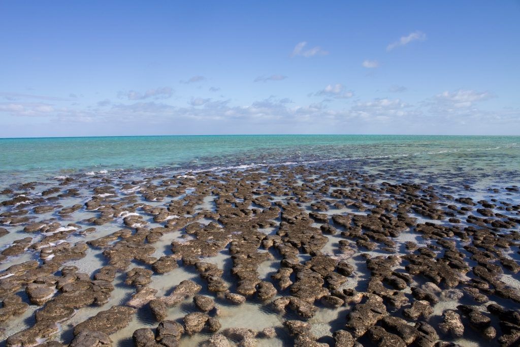 Shark Bayn stromatoliitit. Kuva Teddy Fotiou.
