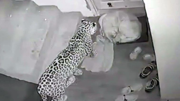 Leopard angriber hund i Indien, hund overlever mirakuløst
