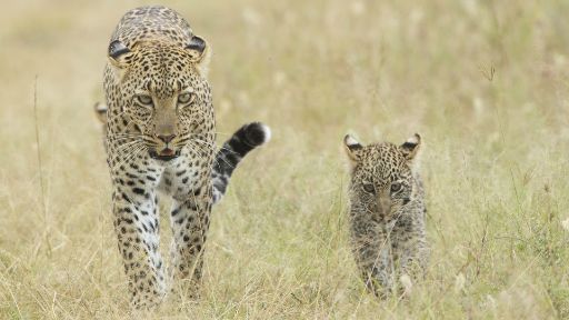 Gli esseri umani stanno spazzando via i leopardi in questa catena montuosa sudafricana
