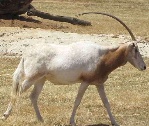 Scimitar Oryx atpakaļ no izmiršanas robežas
