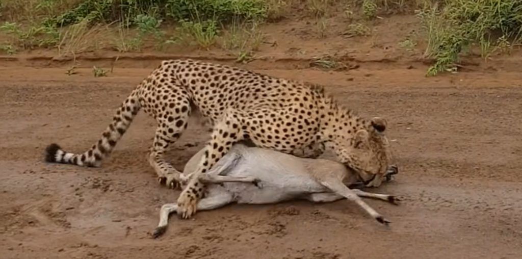 Buck Cries for Help from Cheetah Attack