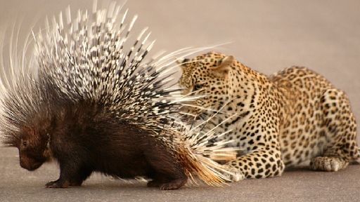 Leopard angriber porcupine i Sydafrika