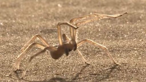 Denne edderkoppevogn når spooked (VIDEO)