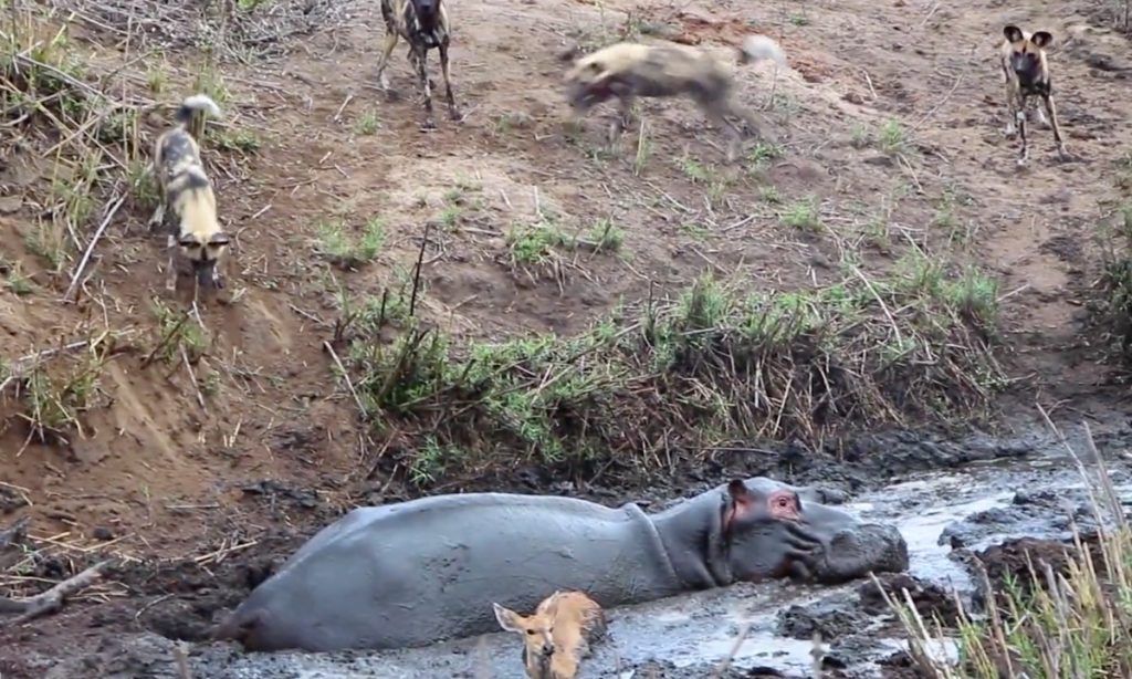 Hippo Wild Dogs: Shocking Massacre in the Mud