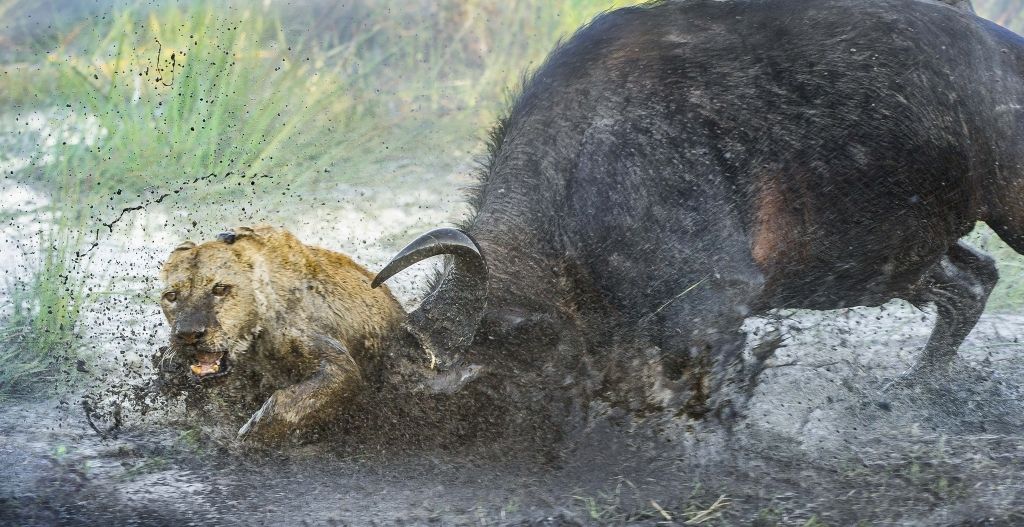 ATGRIEŠANĀS! Bufalo nogalina lauvu, lai glābtu māti un bērnu