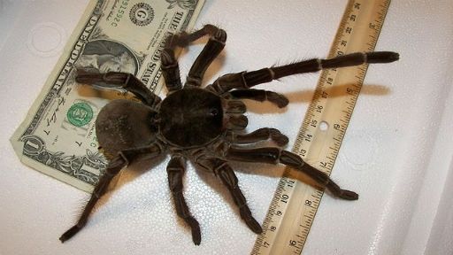 Denne edderkop er større end dit ansigt og kan skyde 'pile' på dig