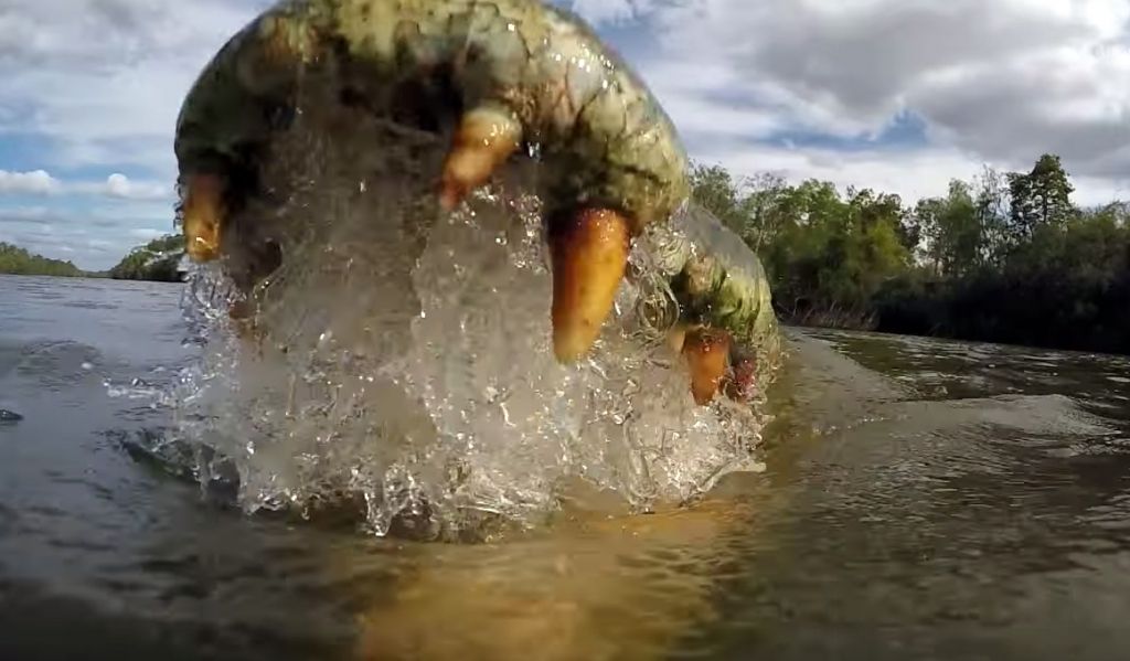 Video från Inside Crocodile's Mouth