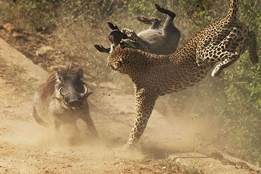 Leopard Hunts Warthog