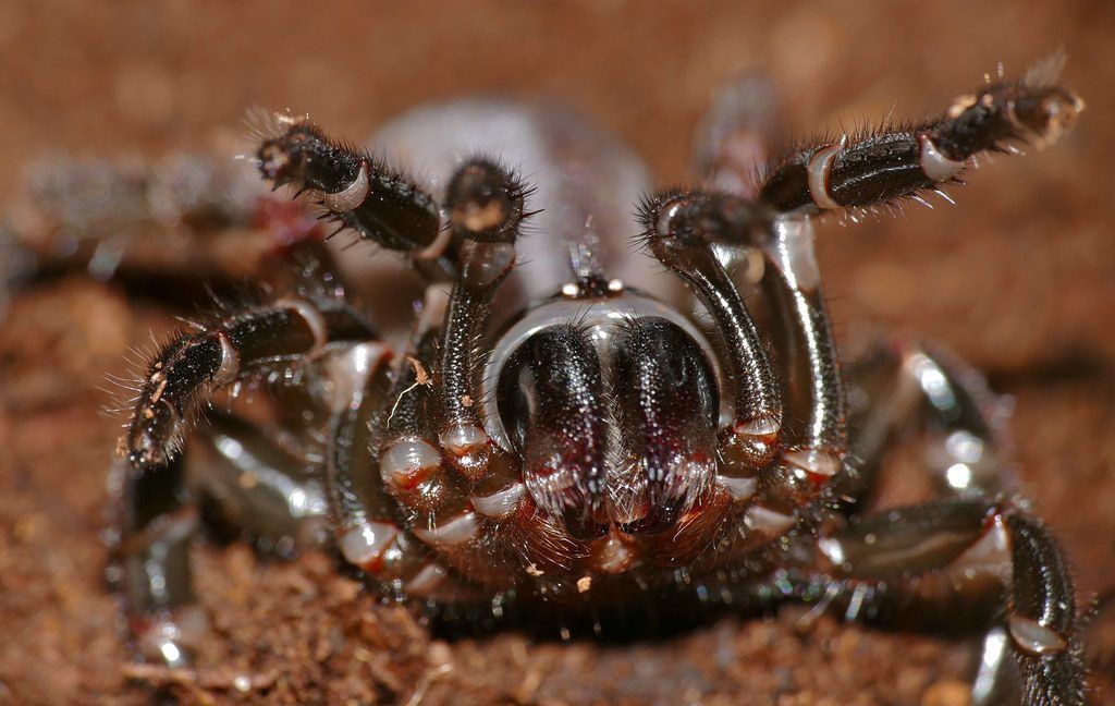 Overraskelsesangreb af Trapdoor Spider